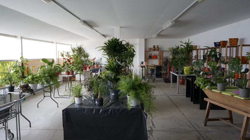 Plantas interior